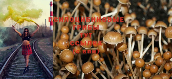 шишки Верея